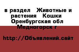  в раздел : Животные и растения » Кошки . Оренбургская обл.,Медногорск г.